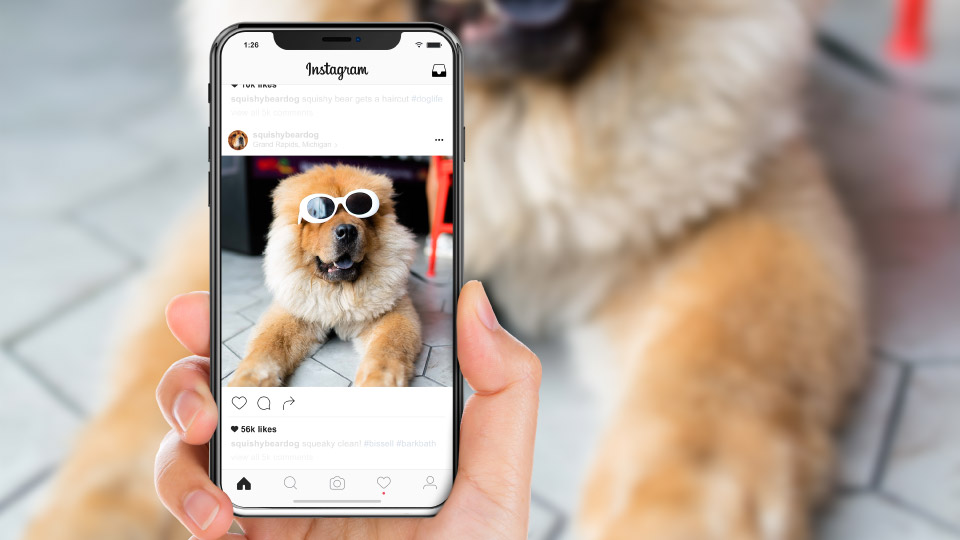 Bissell Bark Bath instagram dog influencers